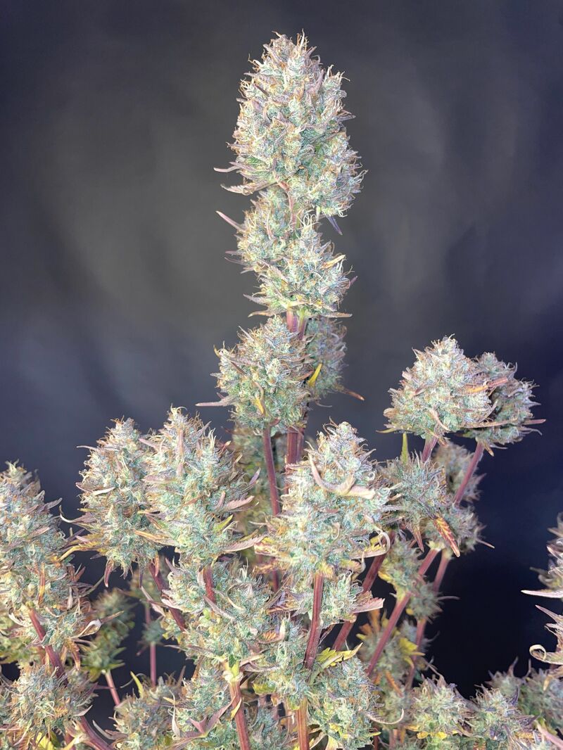 Papaya Cookies Auto, Фасовка: 3, изображение 14